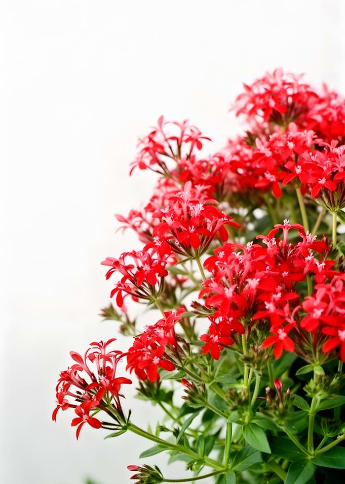 Vibrant Red Pentas Flowers