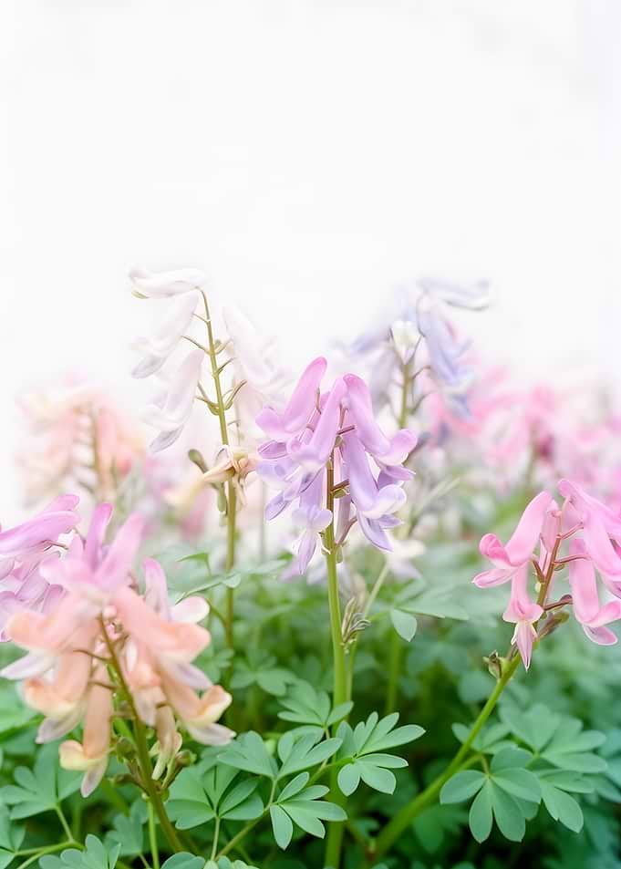 Delicate Corydalis Flowers in Pastel Hues