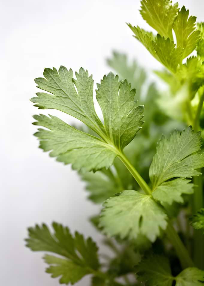 Fresh Green Celery Leaves