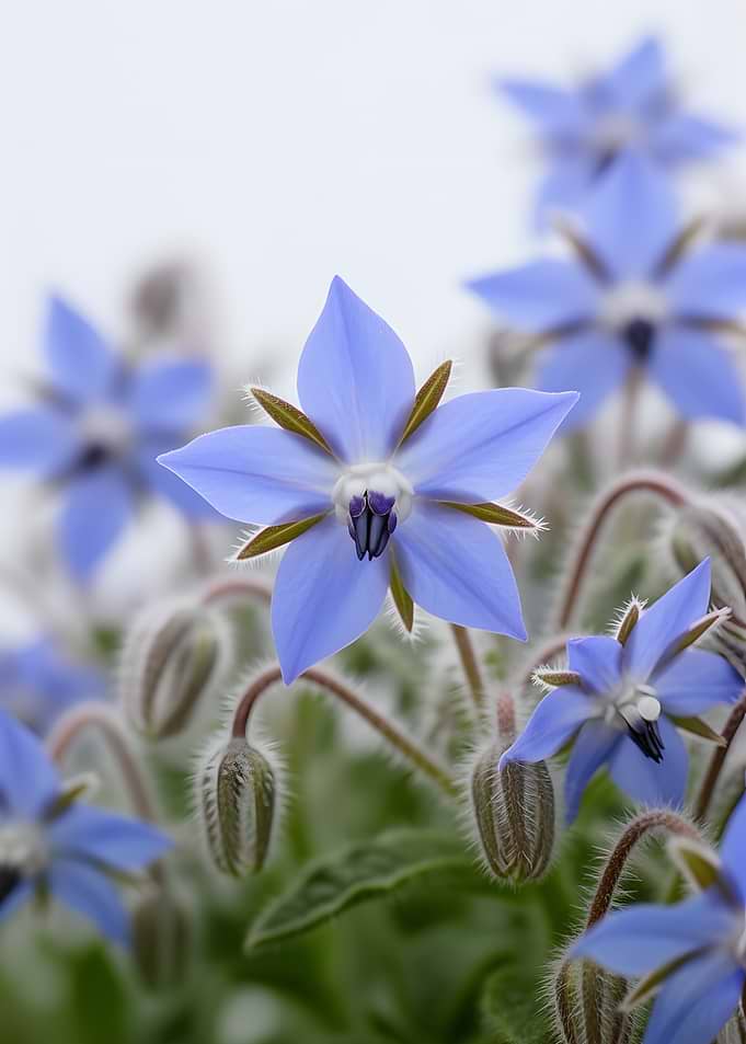 Blue Borage Flowers and Buds