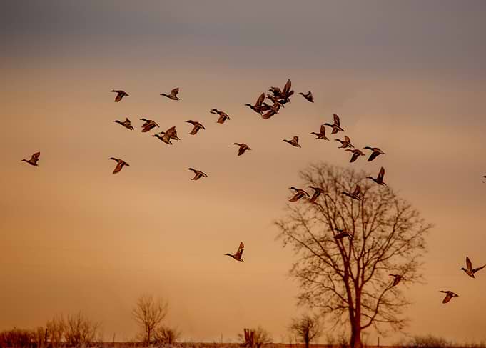 Ducks Flying at Sunset