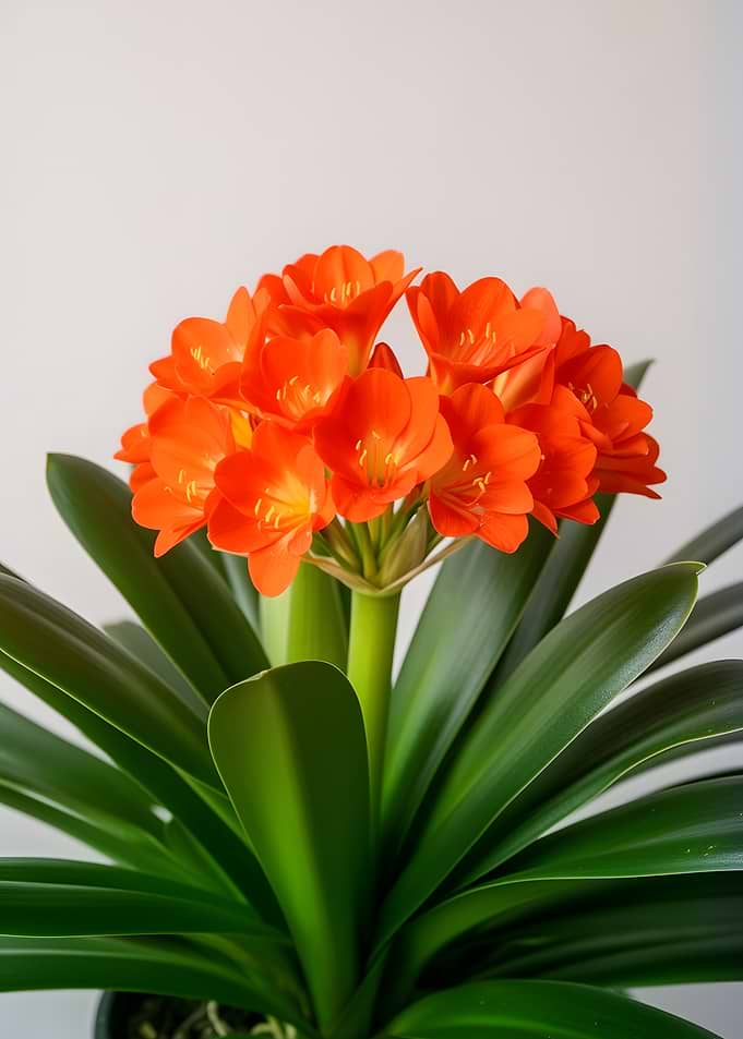 Orange Clivia Lily Flowers