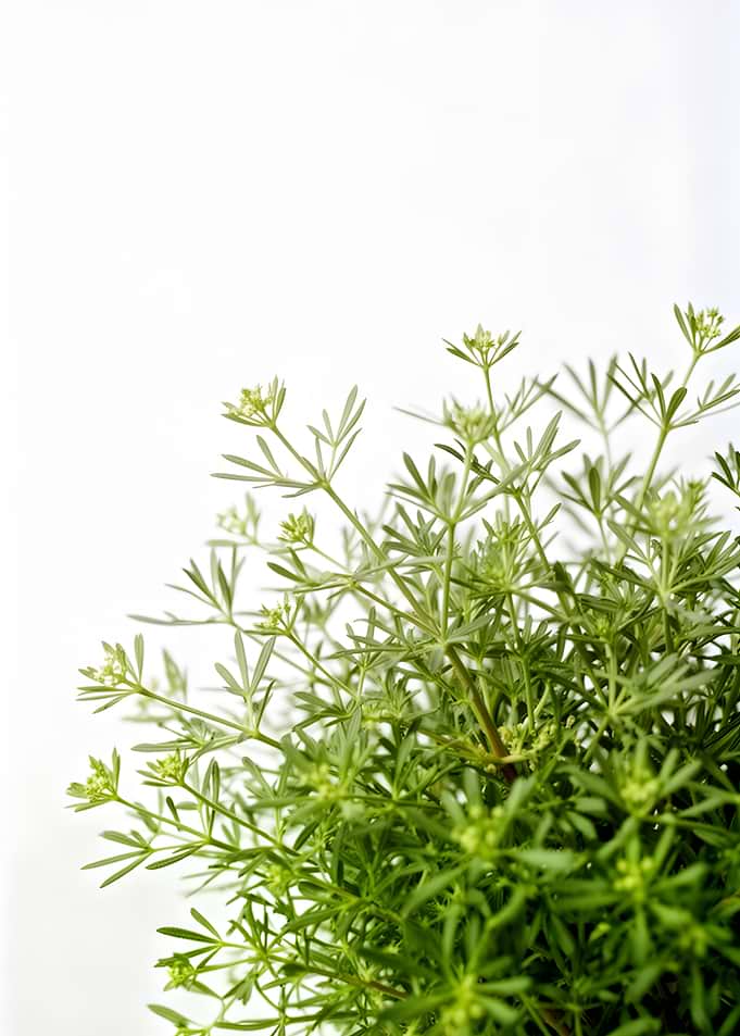 Green Plant with Small White Flowers