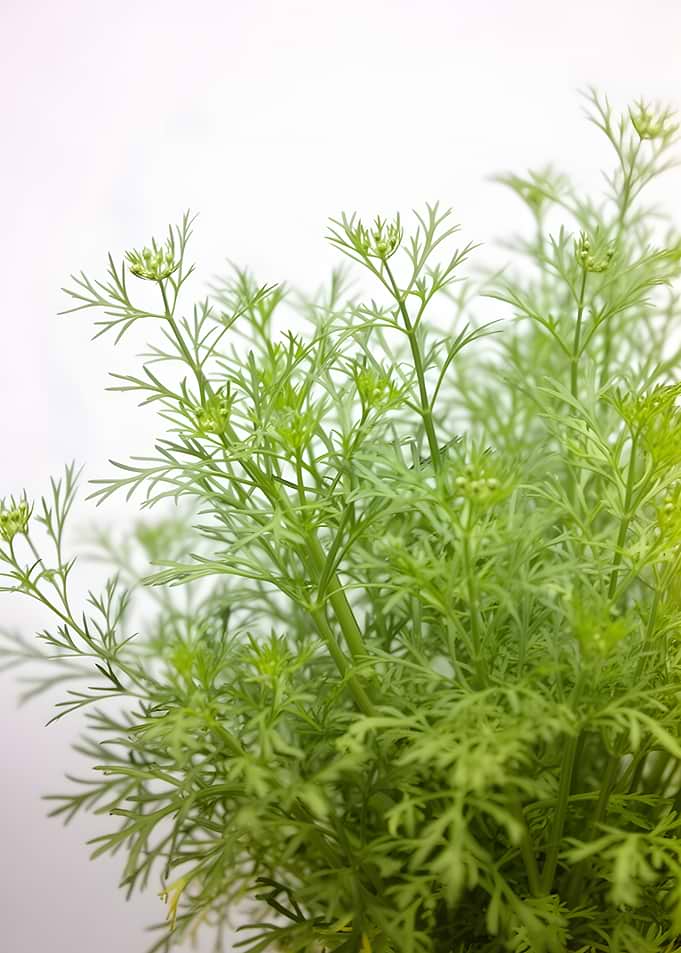 Green Coriander Plant with Buds