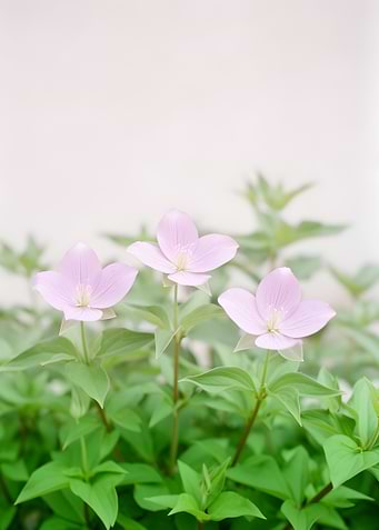 Delicate Pink Flowers in Bloom