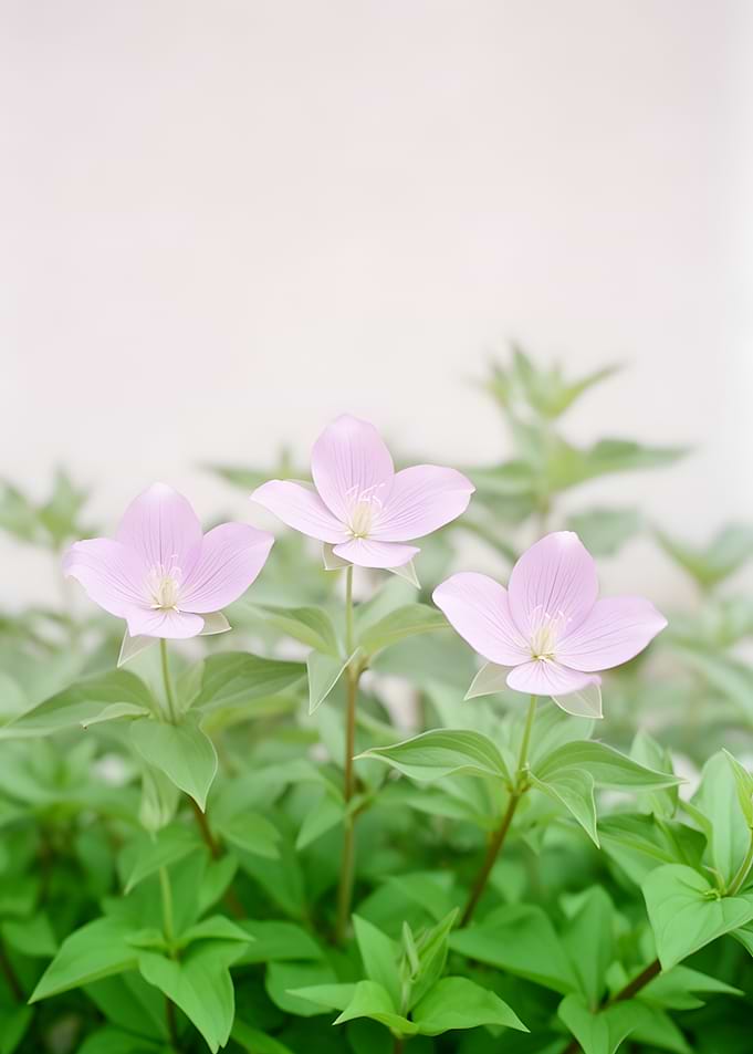 Delicate Pink Flowers in Bloom