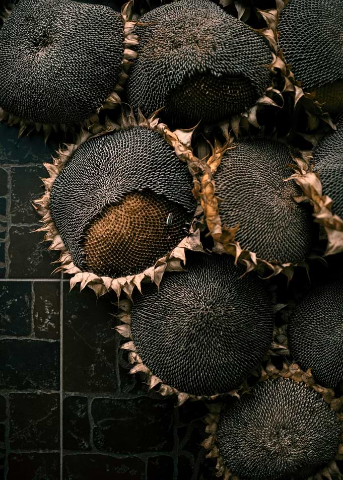 Dried Sunflower Heads