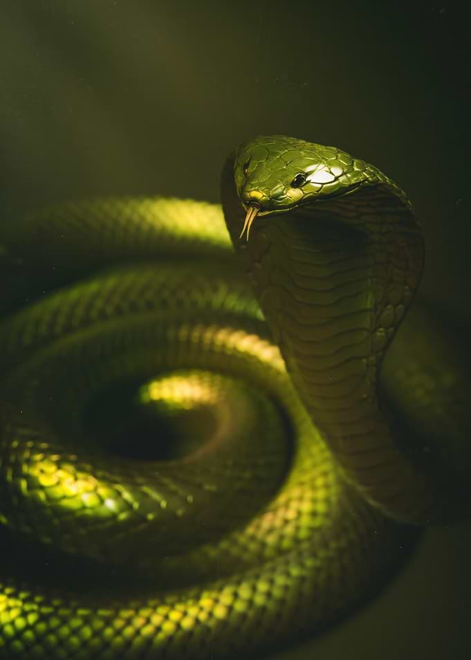 Green Cobra Snake
