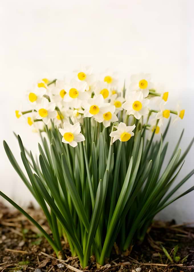 White and Yellow Daffodils in Bloom