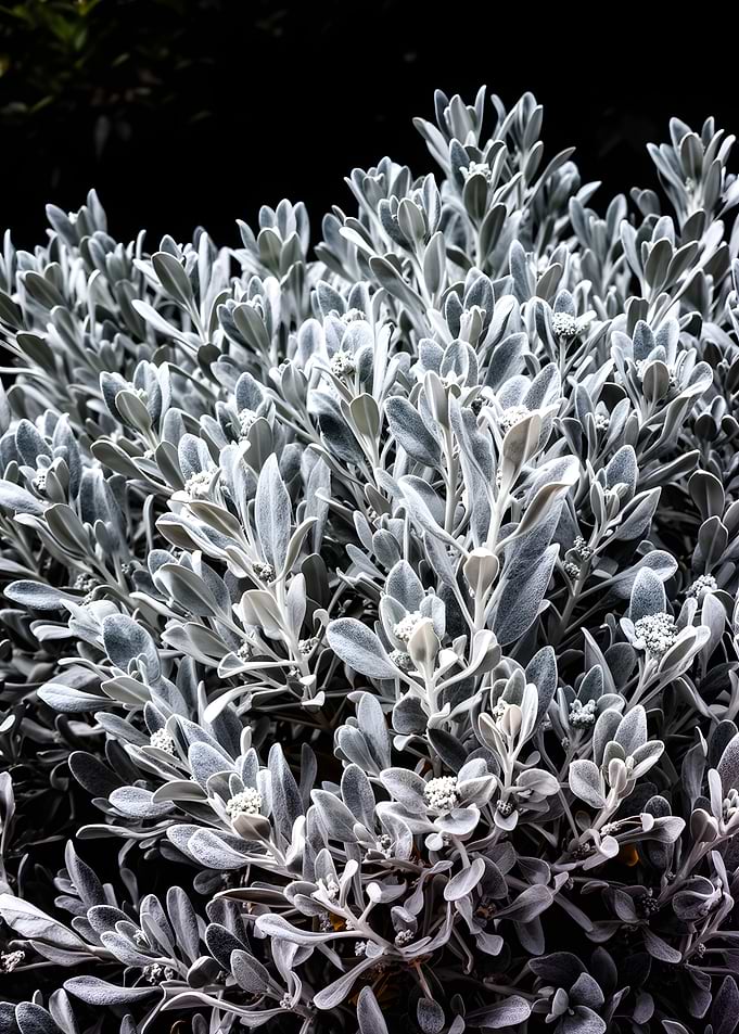 Close-up of Dusty Silver Foliage