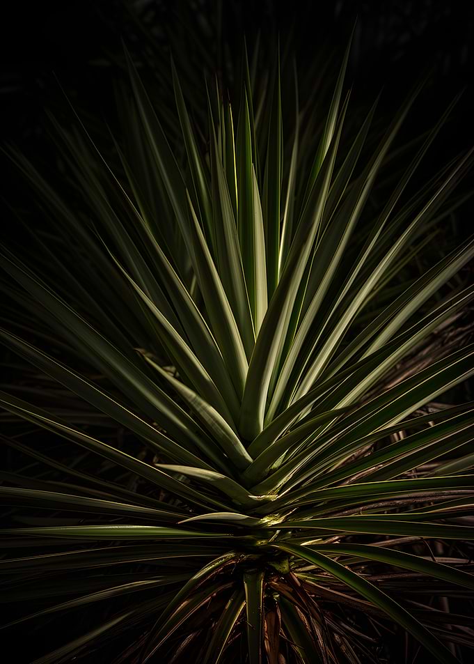 Close-up of a Yucca Plant