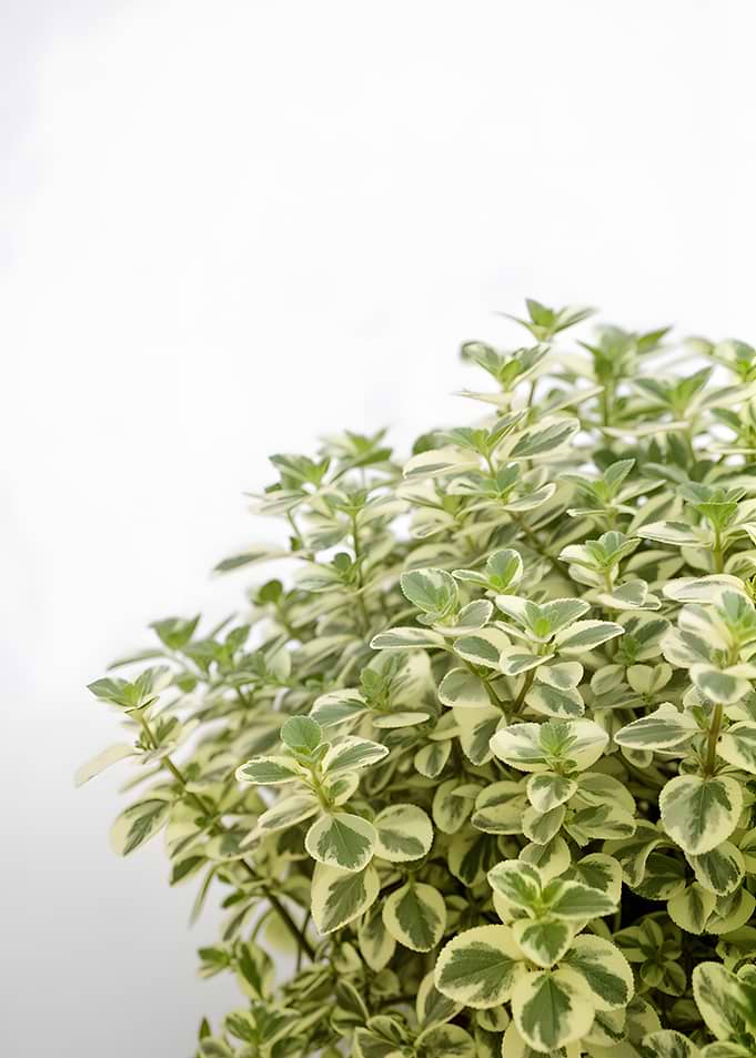 Variegated Thyme Plant