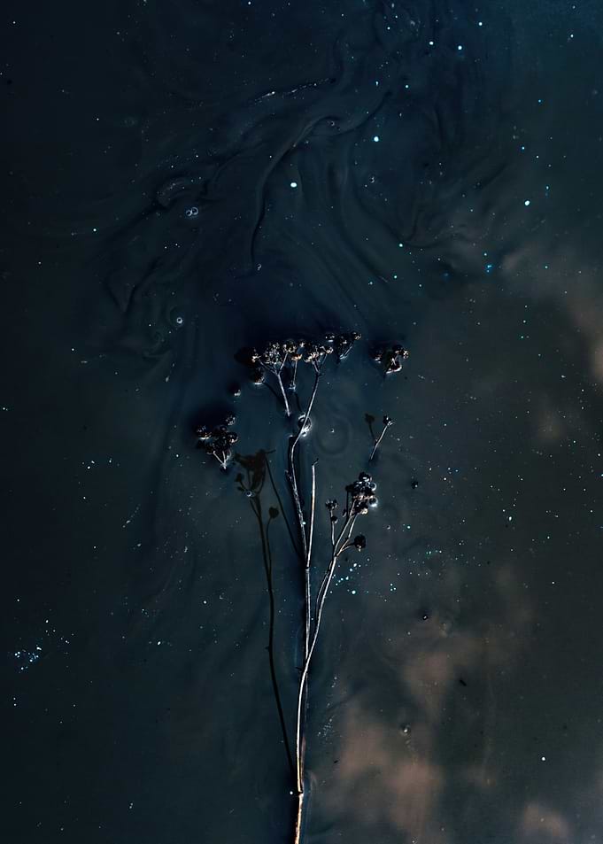 Dark Floral Silhouette in Water