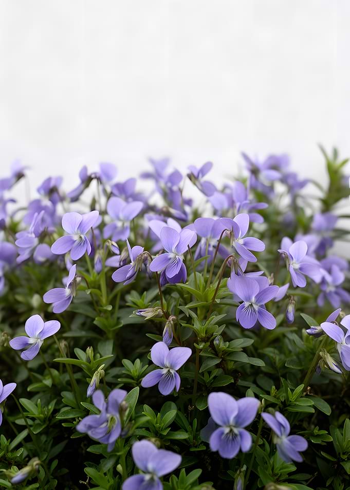 Purple Violets in Bloom