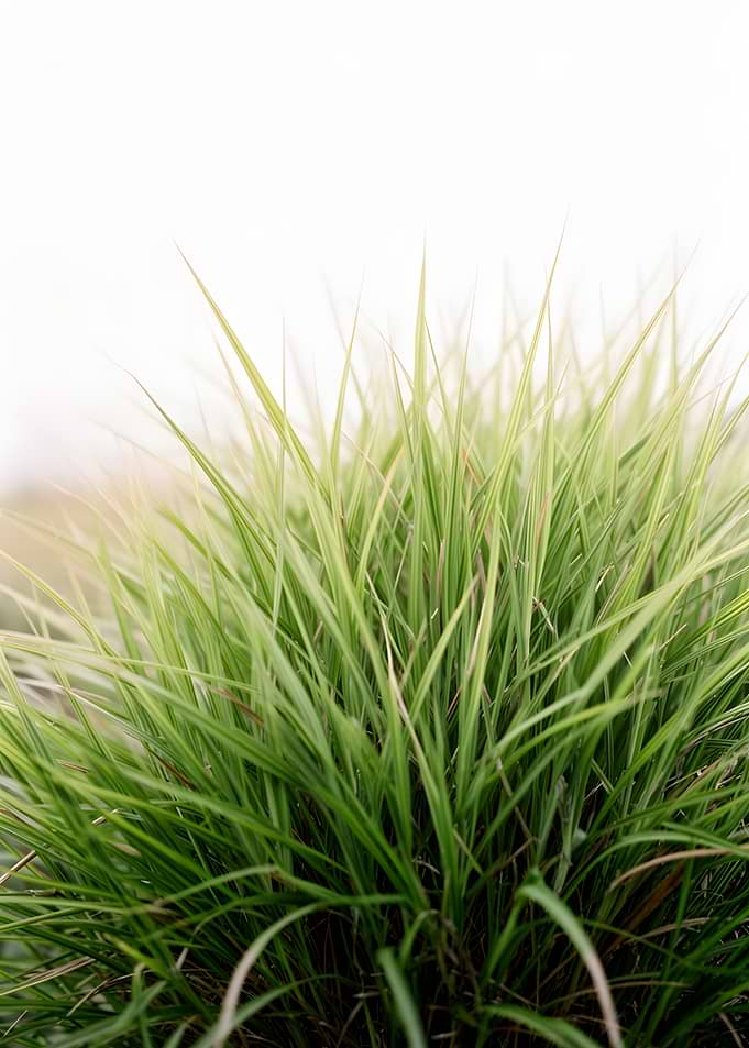Green and White Striped Grass