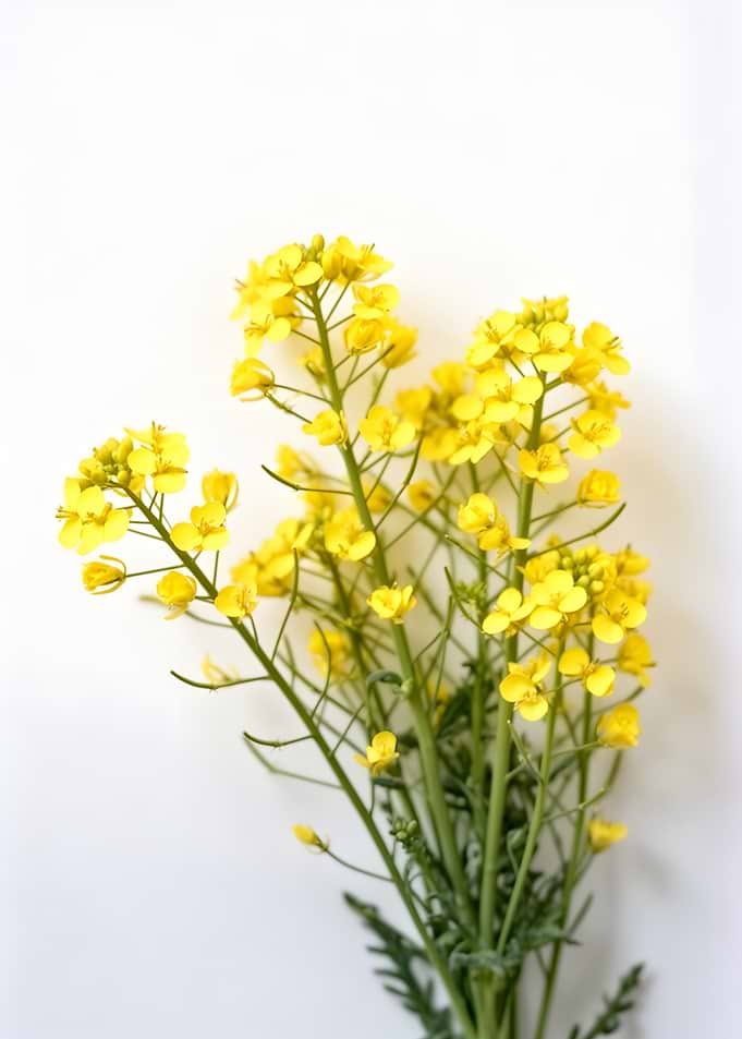 Yellow Flowers on White Background