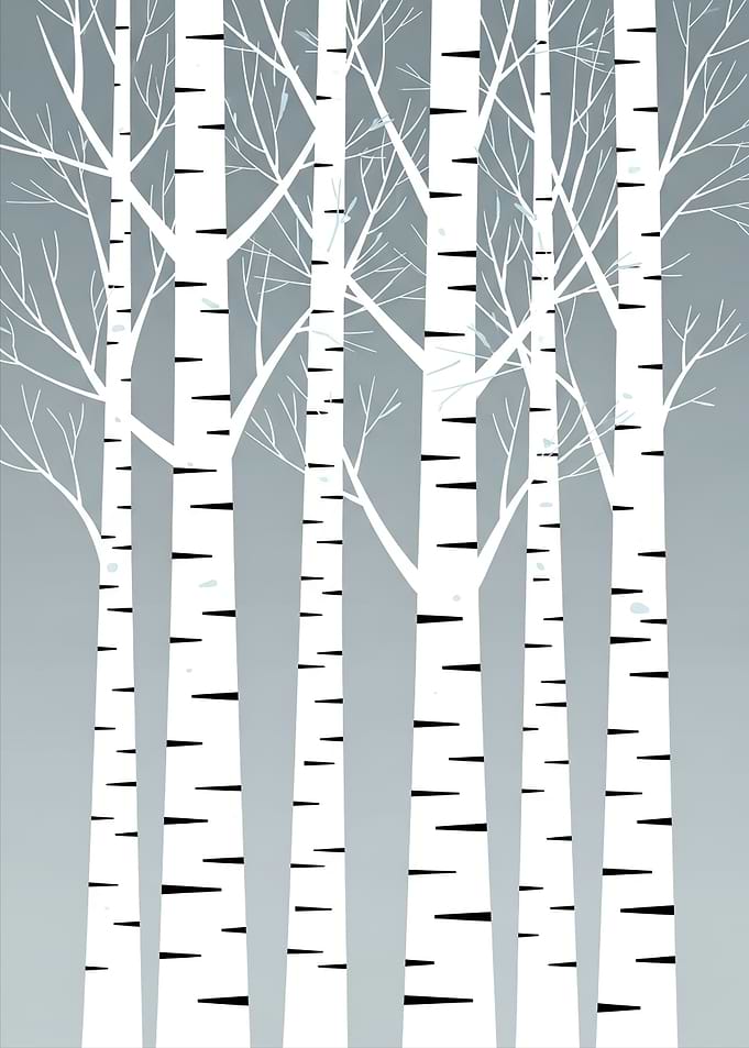 Winter Birch Trees
