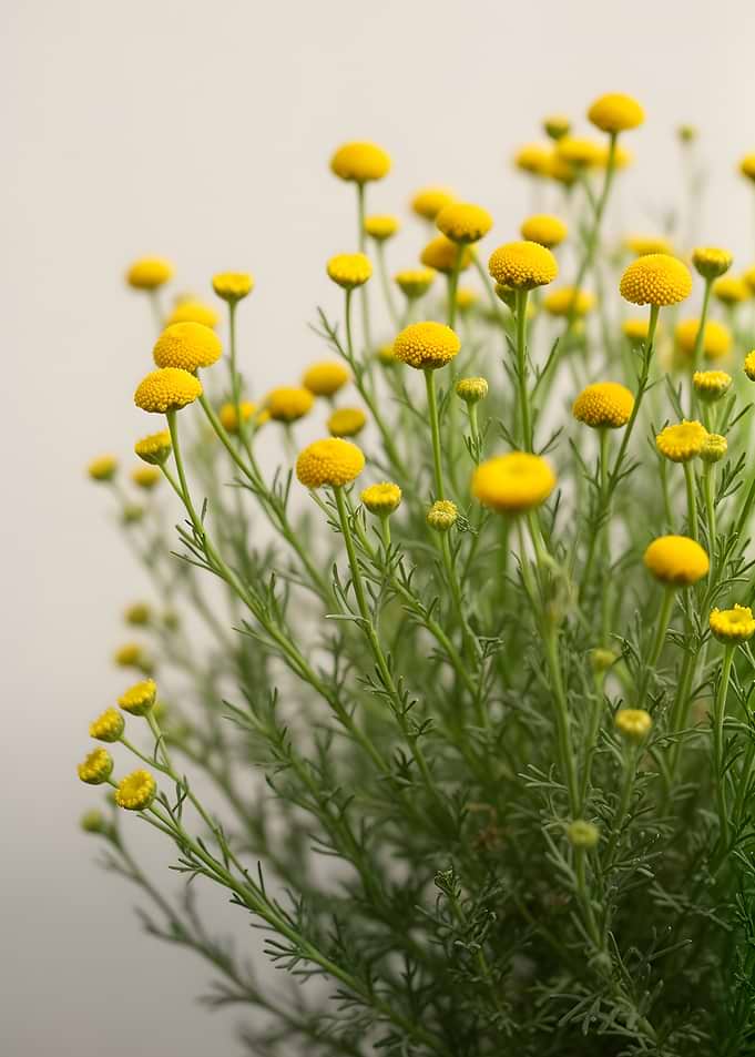 Yellow Button Flowers