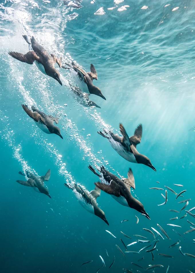 Guillemots hunting fish underwater