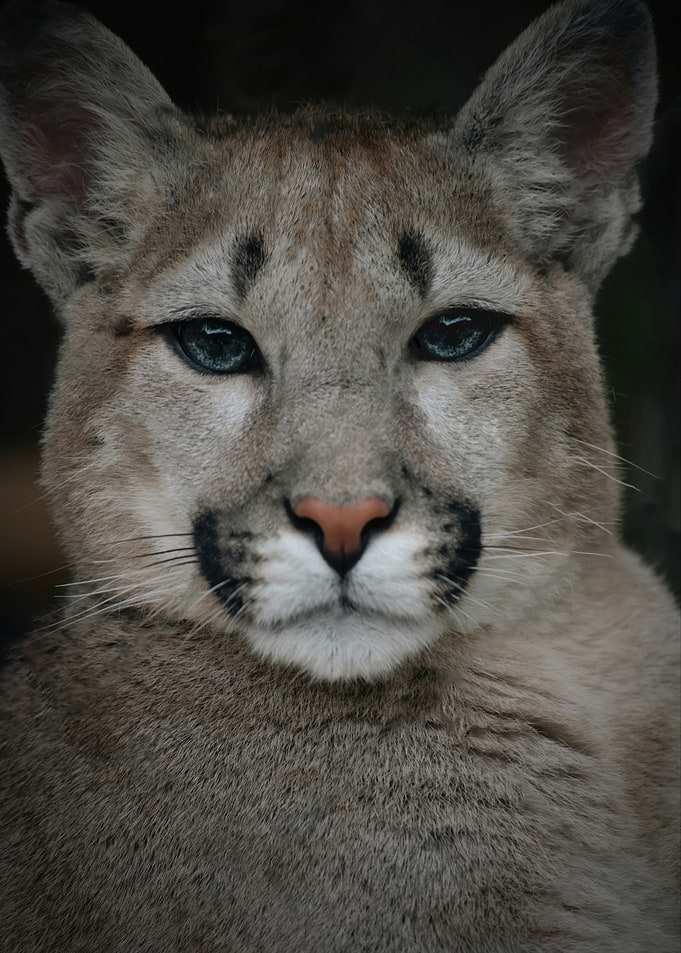 Close-up of a Cougar's Face