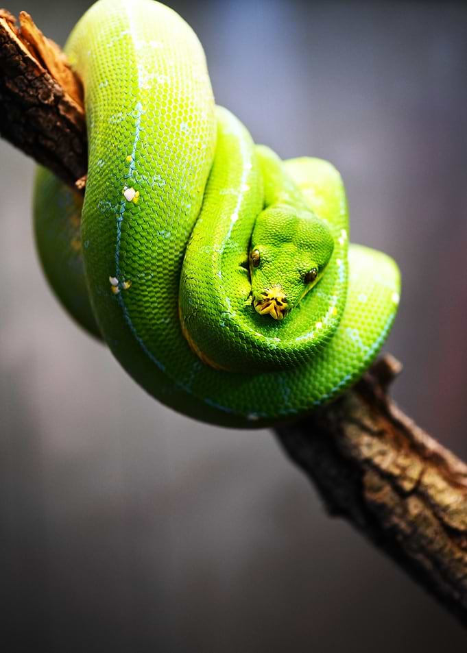 Green Tree Python on Branch