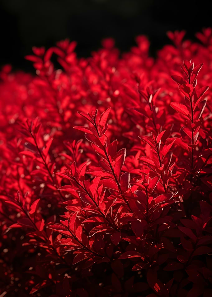 Vibrant Red Leaves in Sunlight