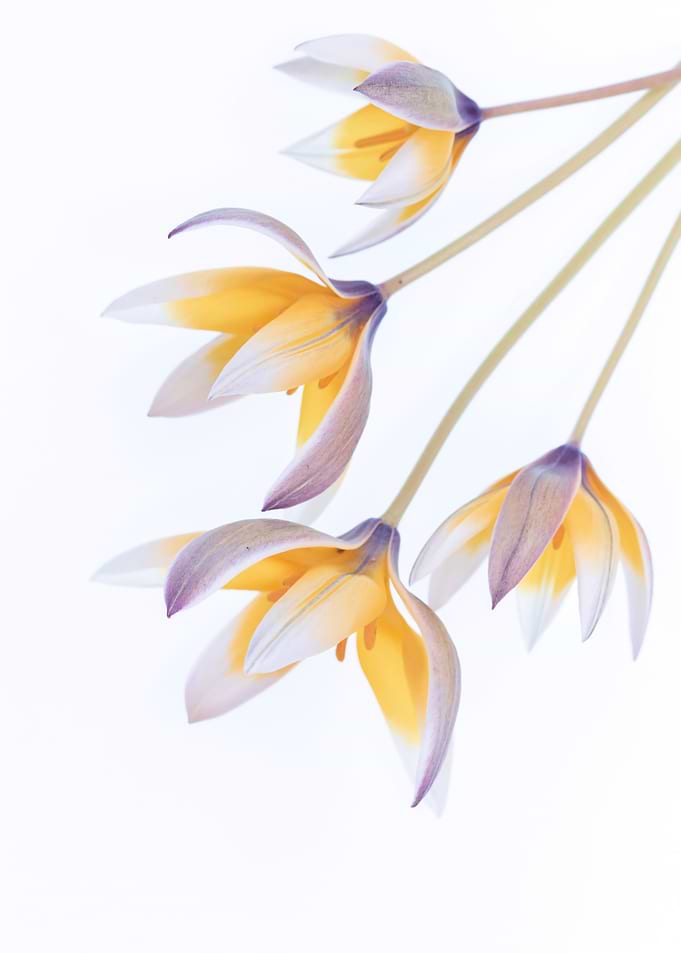Delicate Yellow and Purple Tulips