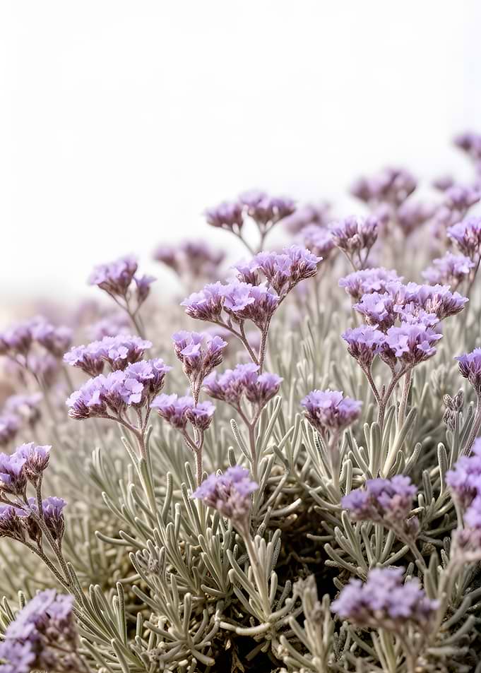 Purple Statice Flowers