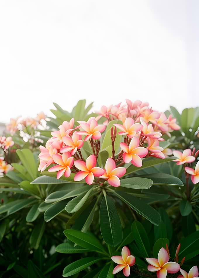 Pink and yellow plumeria flowers