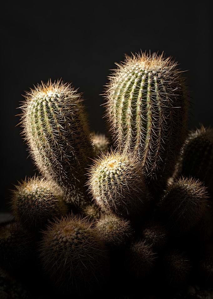 Close-up of a cluster of cacti