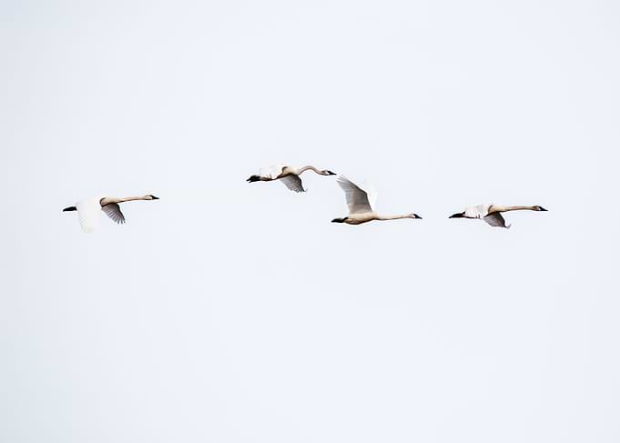 Four Swans Flying in Formation