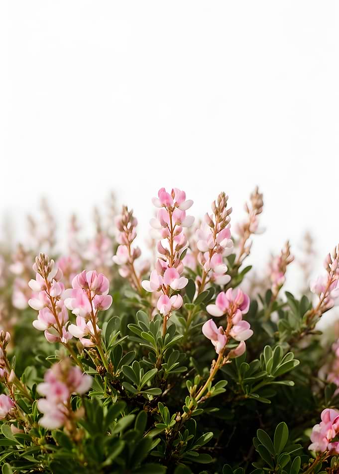 Pink Lupine Flowers in Bloom