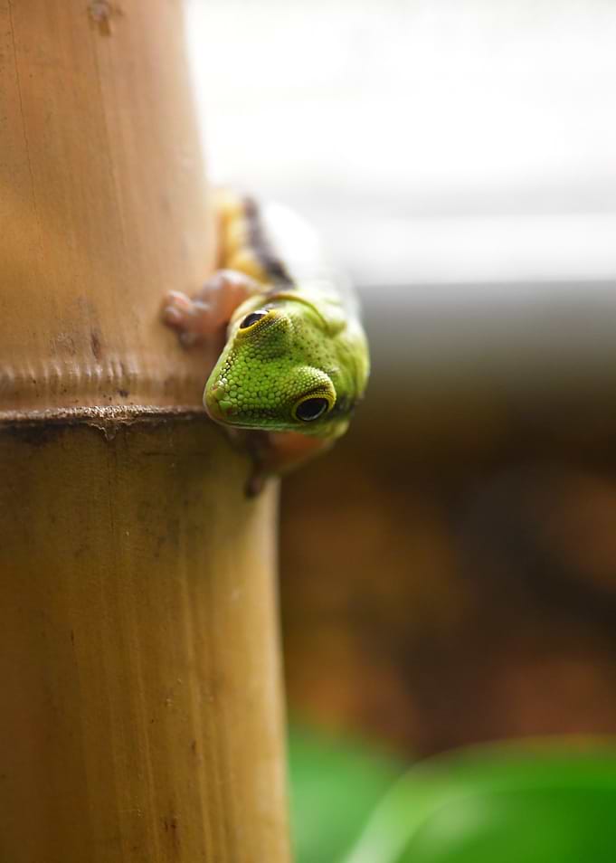 Green Gecko on bamboo