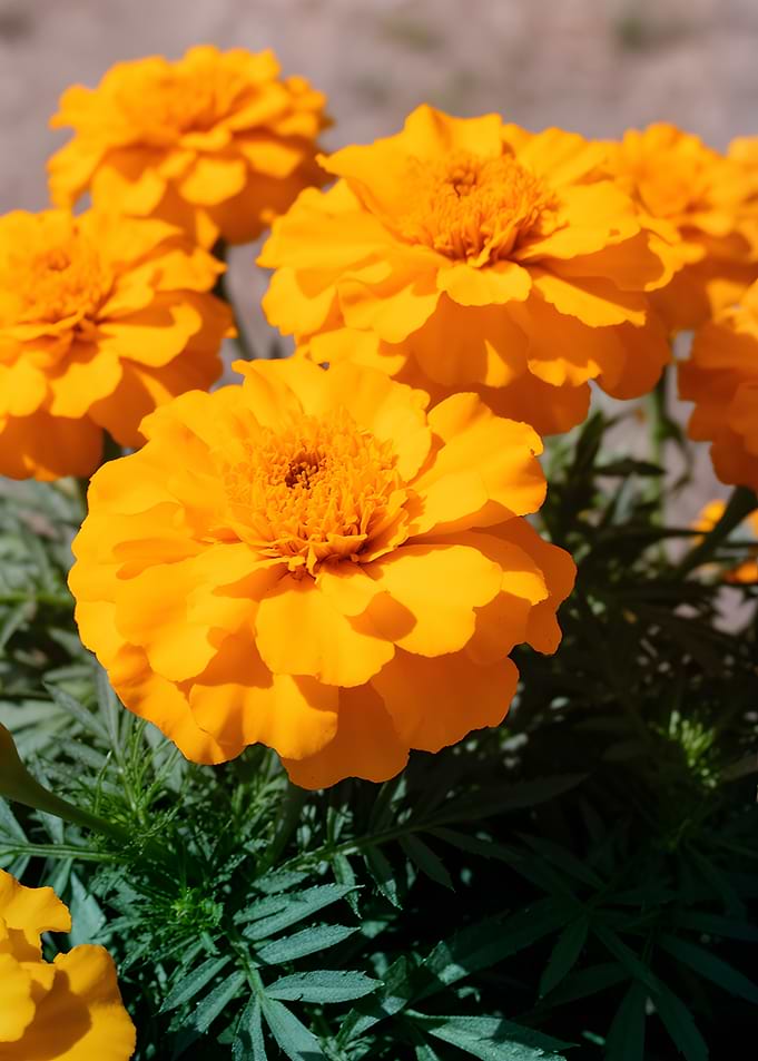 Vibrant Orange Marigolds in Sunlight