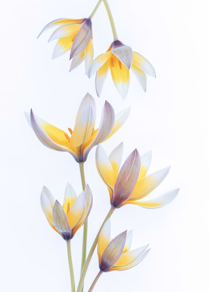 Delicate Yellow and White Tulips