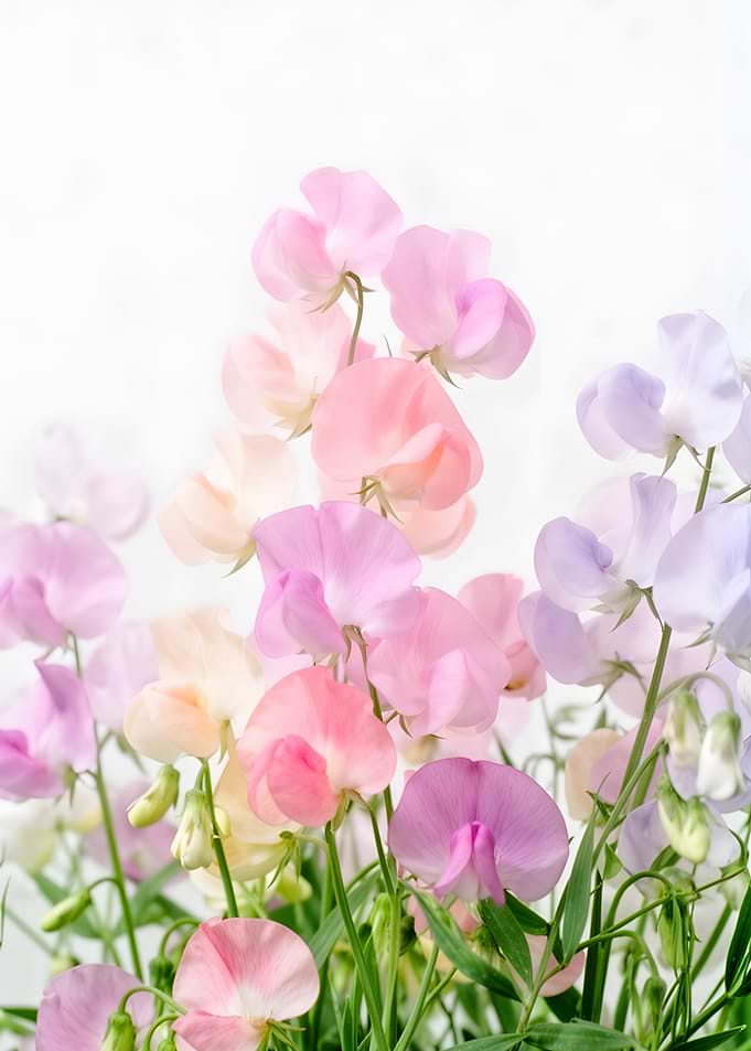 Soft Pastel Sweet Pea Flowers