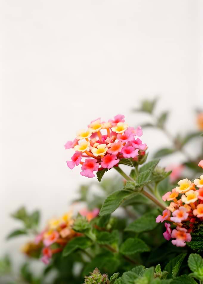 Vibrant Lantana Flowers in Bloom