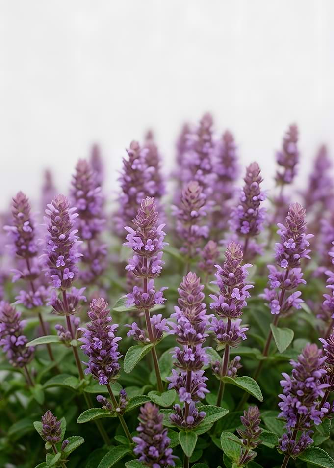 Purple Flowers in Bloom