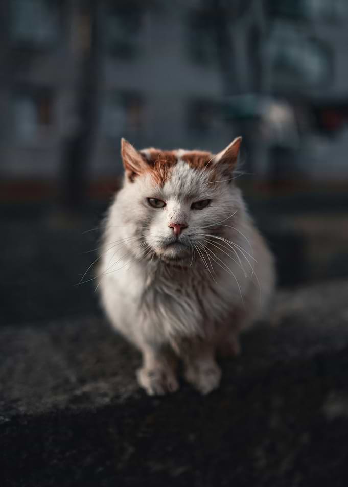 Grumpy Cat Sitting Outdoors
