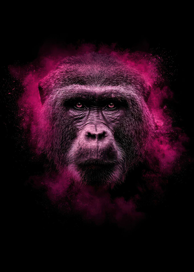 Gorilla with Pink Smoke Explosion