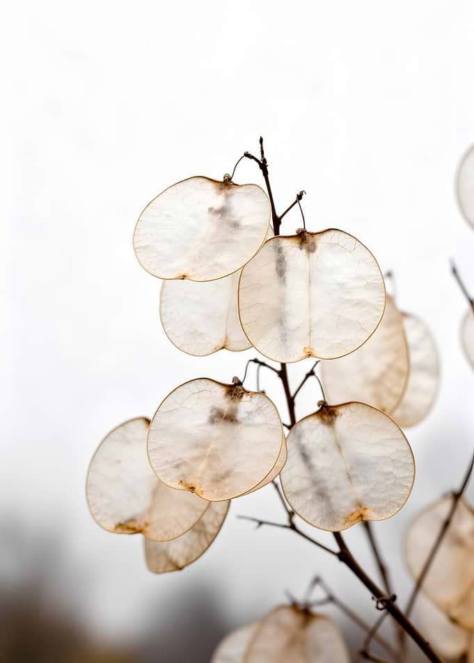 Dried Lunaria Seed Pods