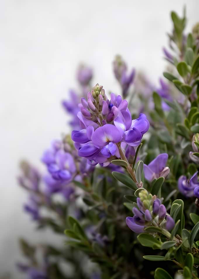 Purple Lupine Flowers in Bloom