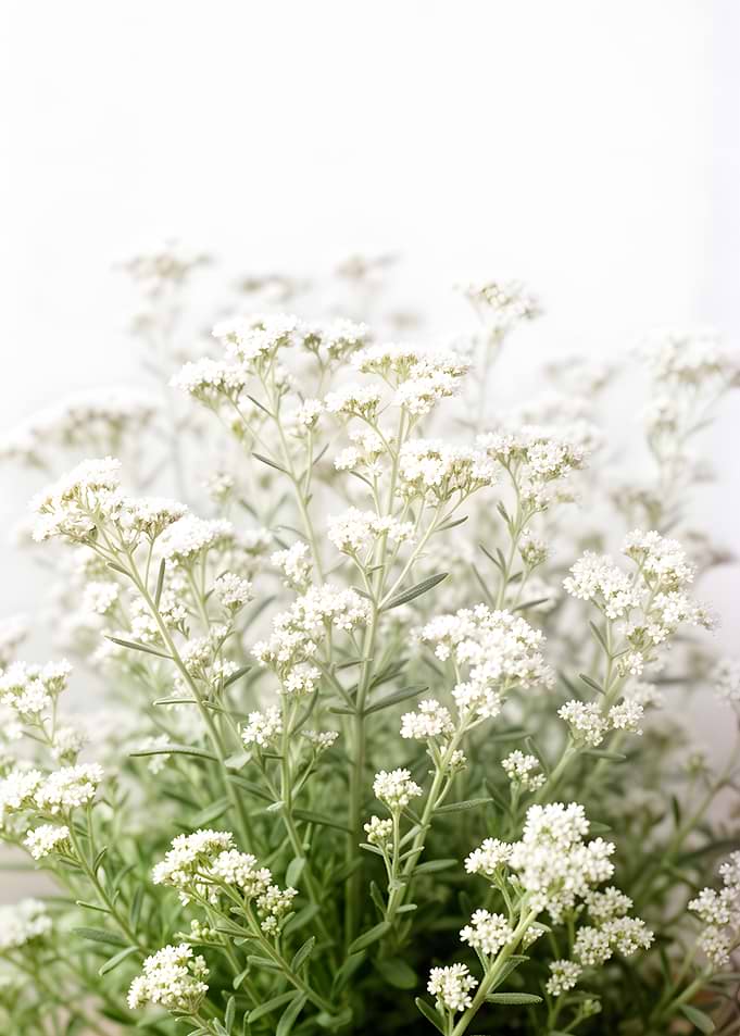 Delicate White Wildflowers