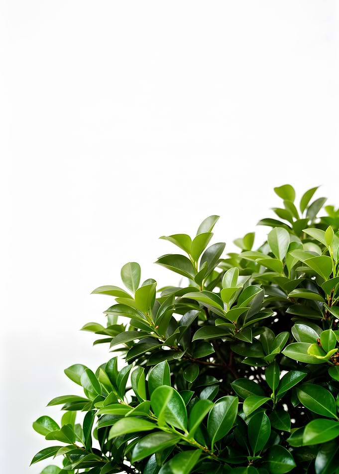 Green leaves against a white background