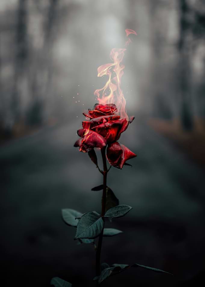Burning Rose on a Misty Road