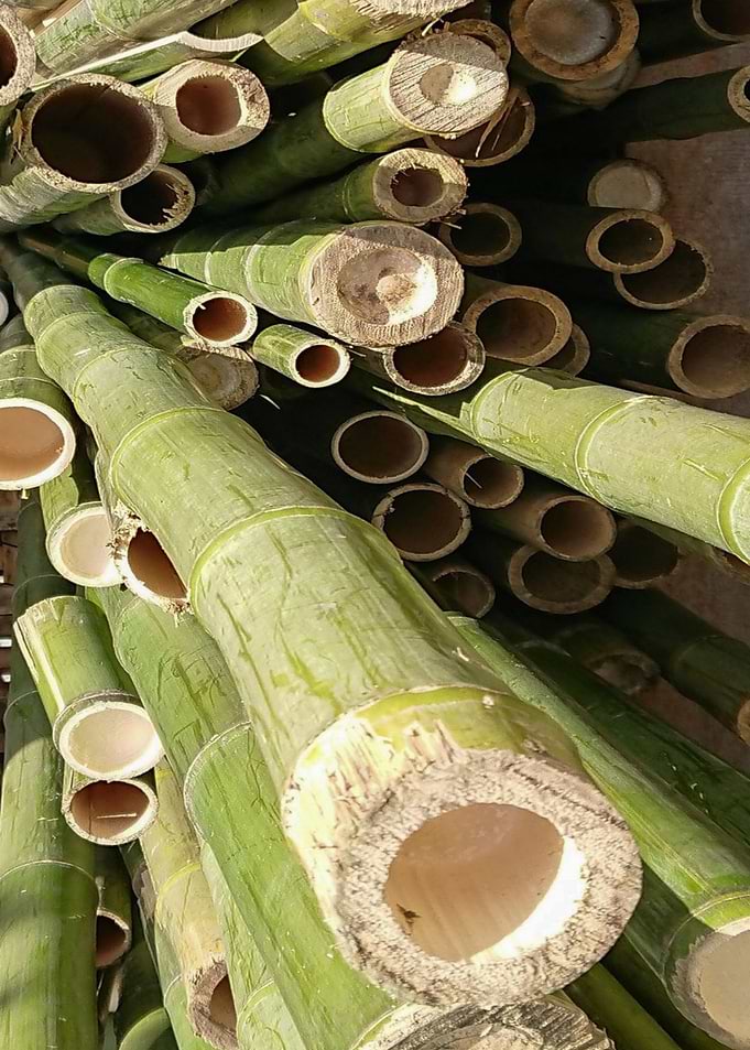 Pile of Cut Bamboo Stalks