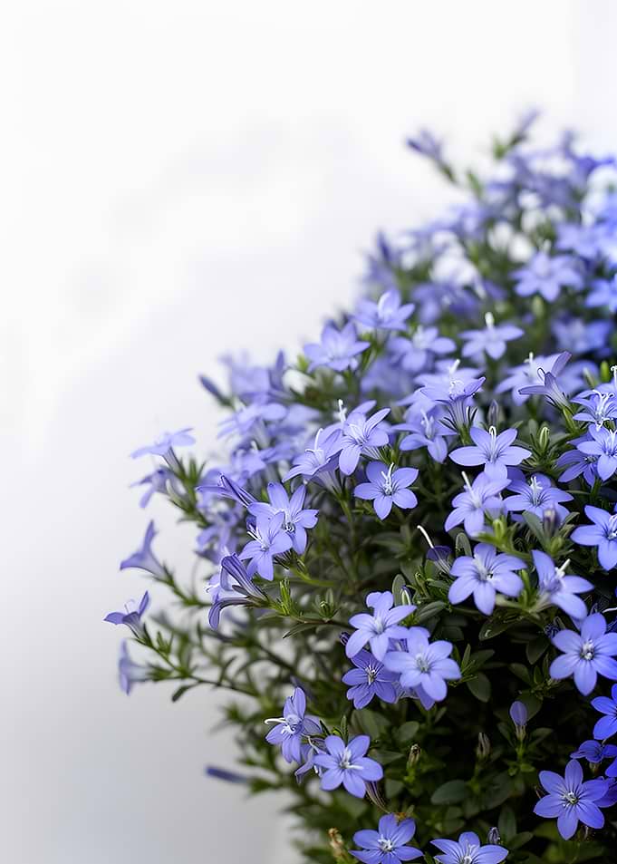Delicate Blue Lobelia Flowers