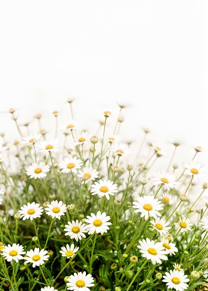 Field of White Daisies