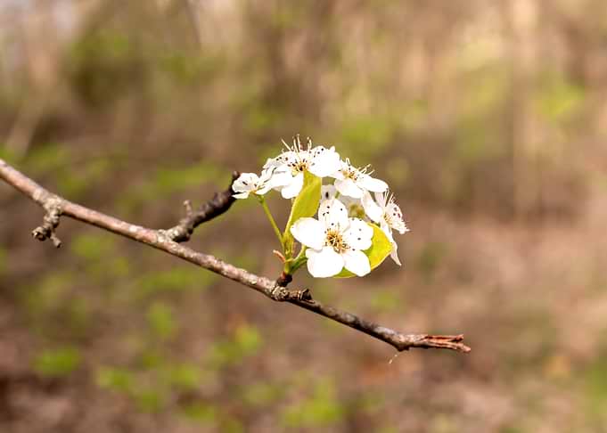 Delicate White Spring Blossoms on a Branch