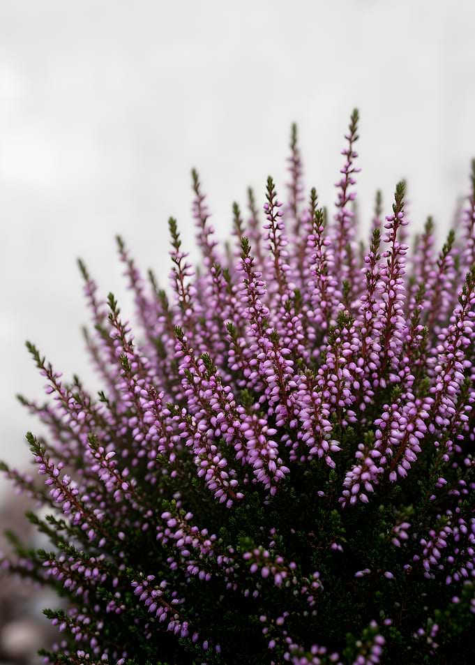 Close-up of Pink Heather Flowers